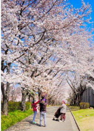 満開の桜並木で肩車